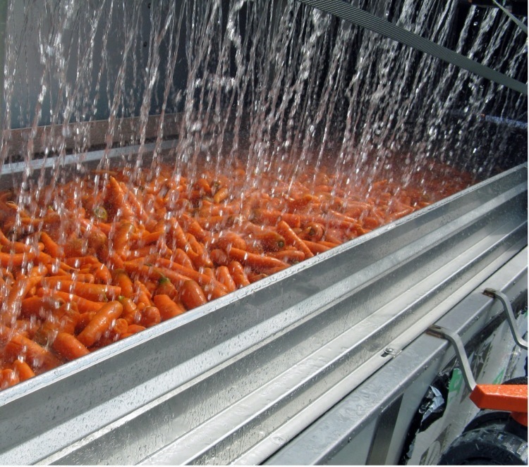 Carrots being washed in a large silver, metal container.