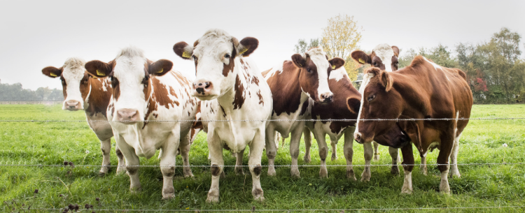 Five cows at a fence