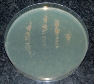 Microorganisms on the fingers of a hand washed in warm soapy water.