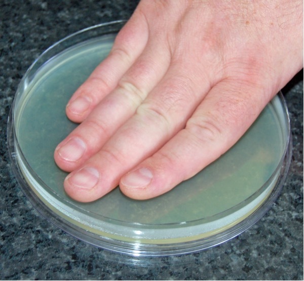 A hand pressed into a petri dish of green agar.