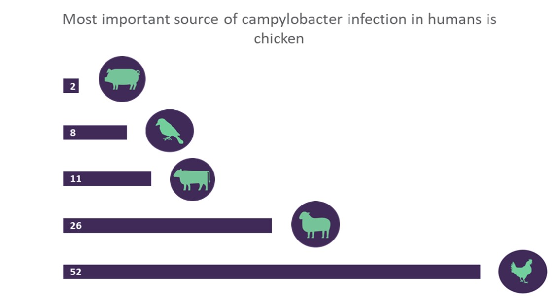 The most important source of campylobacter infection in humans is chicken