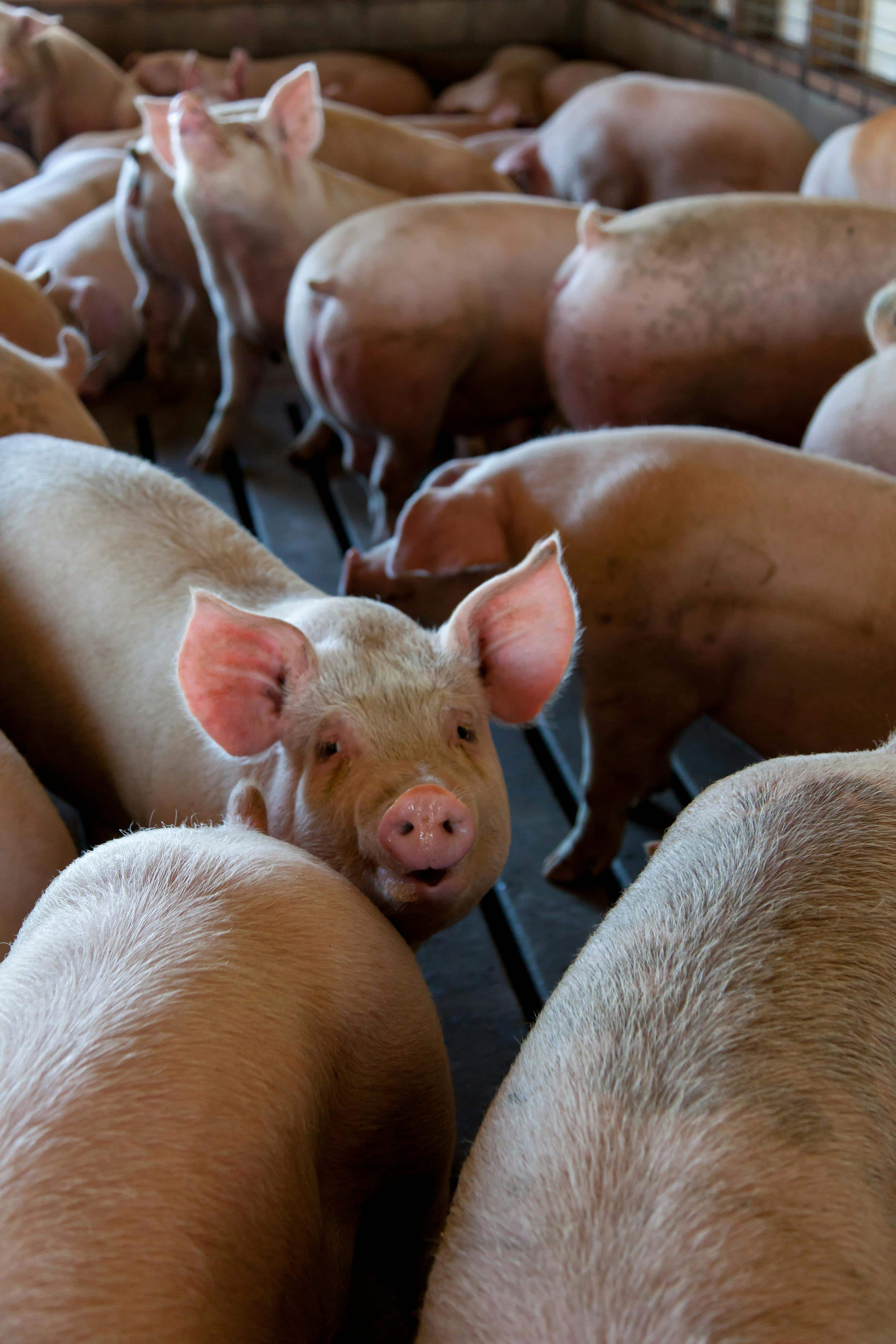 Pigs in pig pen