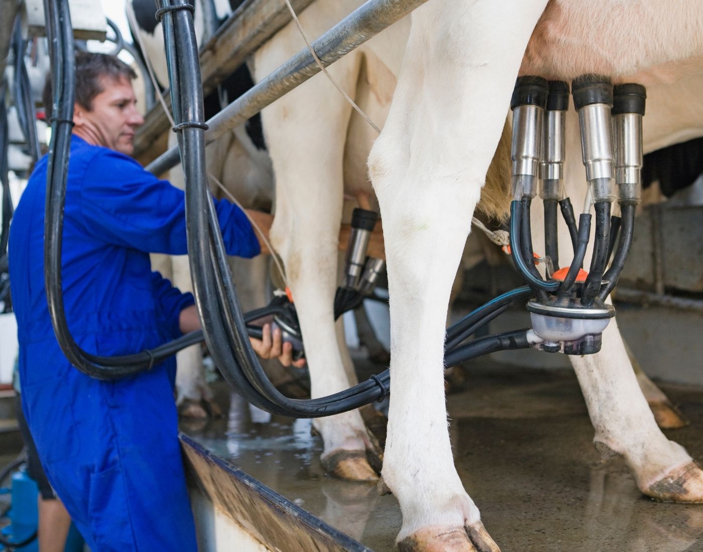 Person in a blue boiler suit operating a milking parlour attaching a cluster to a cow's udders inside a dairy farm.